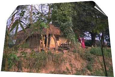 Tharu