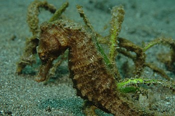 Seepferdchen
