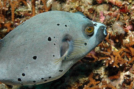 Schwarzflecken-Kugelfisch