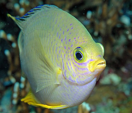 Doktorfisch ?