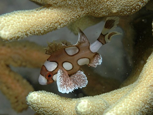 Harlekin S�sslippe ( Junges )