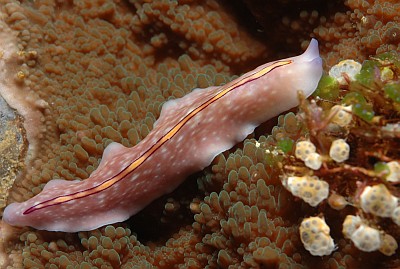 Strudelwurm