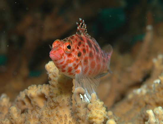 Korallenw�chter - gefleckter B�schelbarsch
