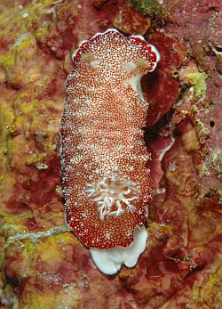 Prachtsternschnecke - Chromodoris reticulata