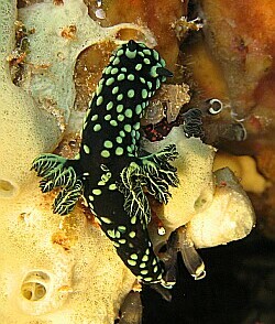 Kopflappen-Sternschnecke