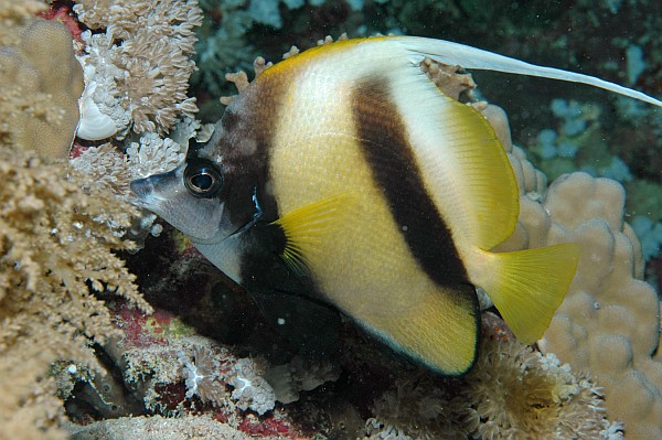 Rotmeer-Wimpelfisch