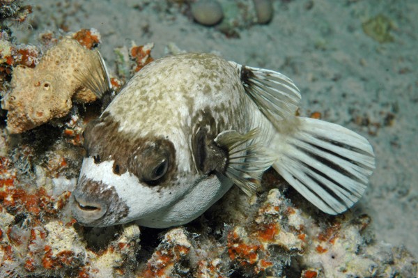 Masken-Kugelfisch