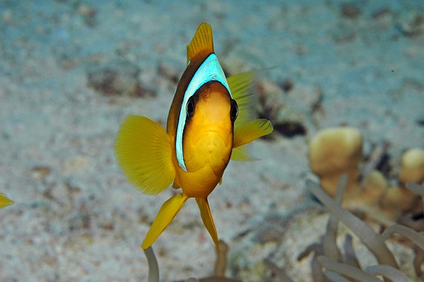 Orange-Ringel-Anemonenfisch