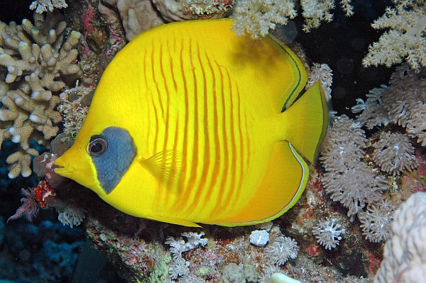 Masken-Falterfisch