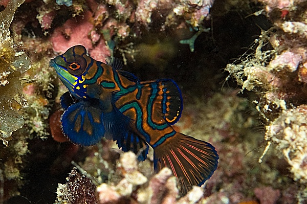Philippinen - Bohol