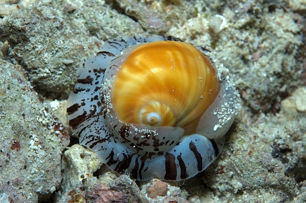 Philippinen - Bohol