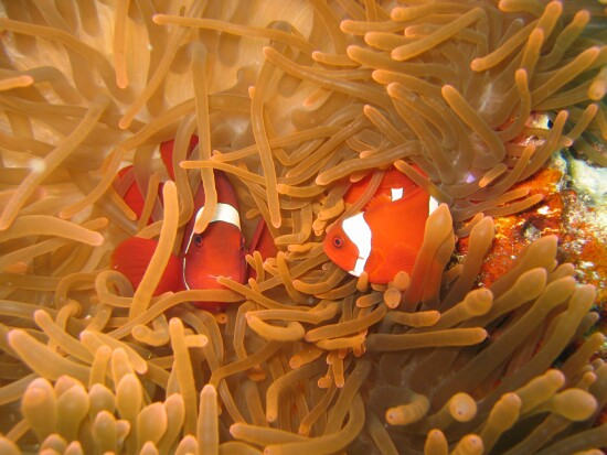 Nemo